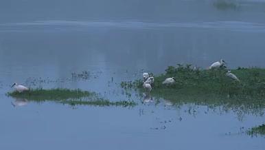 清晨白色羽毛白鹭朱鹮在湖边池塘青草视频的预览图